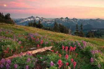 Field Wallpaper Fields HD Desktop Wild Flowers Screensavers