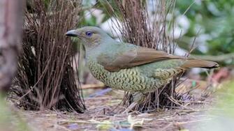 Satin Bowerbird Vik