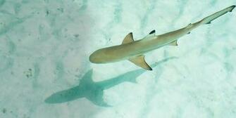 Baby Shark Image Best Ideas About On