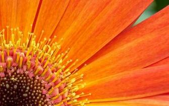 Orange Flowers Wallpaper