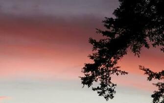 Tree Silhouette Wallpaper