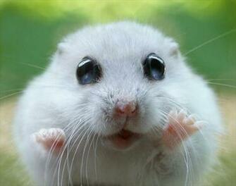 Funny And Cute Animals Wide Wallpaper