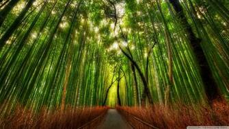 Bamboo Forest Wallpaper