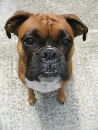 Puppy Boxer Dogs Wallpaper HD Background Desktop