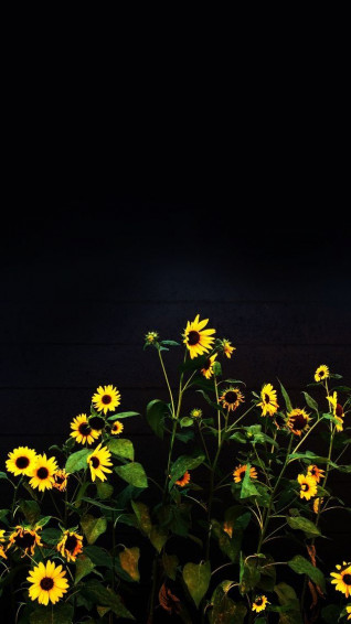 A Bunch Of Sunflowers Are In The Dark Wallpaper