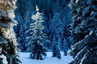 Winter Forest Wallpaper