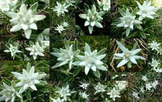 Dream Spring Edelweiss Of The Alps Wallpaper HD