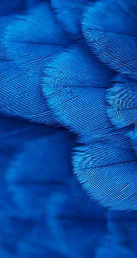 Wallpaper Background iPhone Blue Feathers Backing Papers