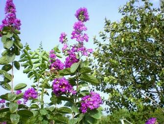 Mauve Flowers And Blue Sky Wallpaper