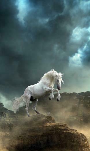 Morgan Wallpaper And Install A Horse