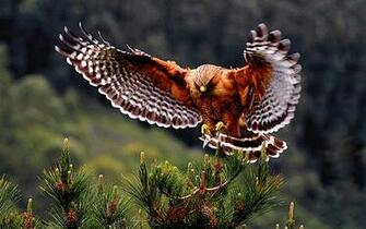 Exotic Birds Wallpaper Which Is Under The