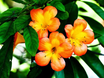 Beautiful Orange Flower Wallpaper