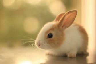 Bunny Wallpaper By Aoao2
