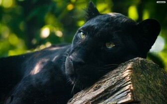 Black Panther Wallpaper
