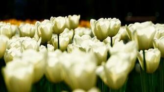 White Tulips HD Wallpaper