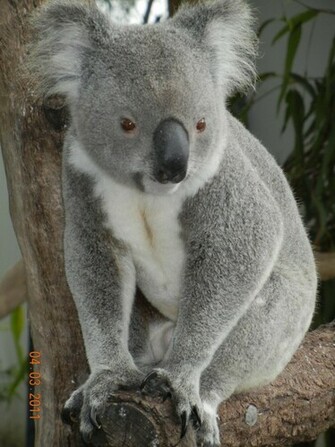 Koala Bear11 Bear Wallpaper HD