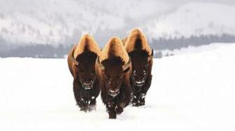 Bison Wallpaper