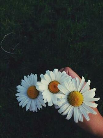 Wallpaper Daisy
