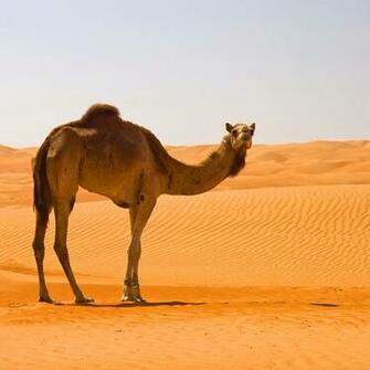 Camel Wallpaper X Net