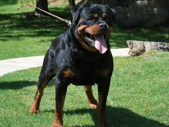 Rottweiler Animals Background