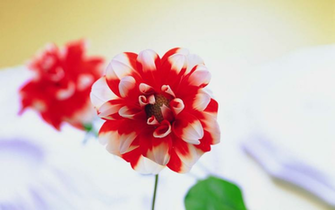 Rate Select Rating Give Red And White Flower