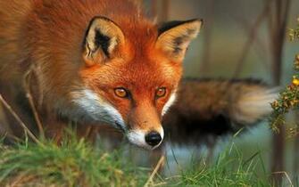 Red Fox