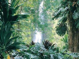 Tropical Rainforest Wallpaper
