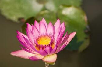 Lotus Flower HD Wallpaper High Definition iPhone