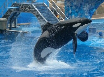 Shamu Wallpaper