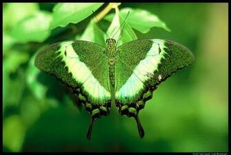 Green Butterfly Wallpaper Beautiful Pictures