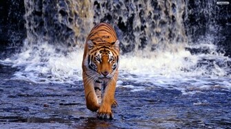 Tiger And Waterfall Wallpaper