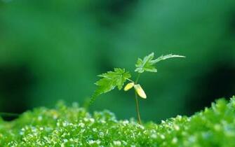Winter Get Ready For Spring With These HD Wallpaper Androidguys
