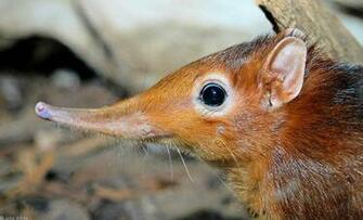 Elephant Shrew Wallpaper Animals Town