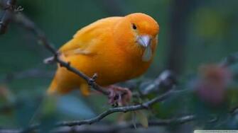 Canary Ultra HD Desktop Background Wallpaper For 4k UHD Tv