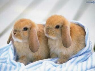 Baby Bunnies Photo