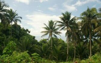 Palm Trees Blue Island Sky