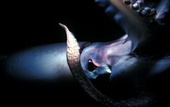 Squid Wallpaper Stock Photos