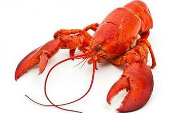 Lobster HD Wallpaper