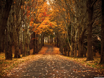 Cute Autumn Wallpaper