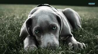 Weimaraner Wallpaper HD