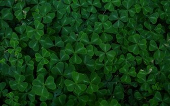 Displaying Image For Four Leaf Clover Background