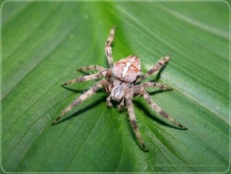 Spider Wallpaper The Animal Kingdom
