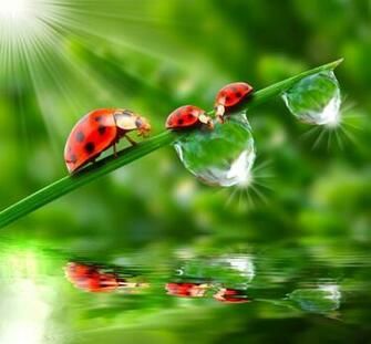 Ladybugs Drops Three Rays Of Light Animals Wallpaper