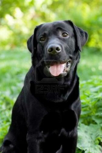 Pin Black Labrador Retriever HD Desktop Wallpaper High Definition On