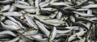 Fresh Smelt Fish Catch Wallpaper