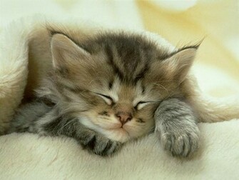 Cute Baby Animals HD Wallpaper In Imageci