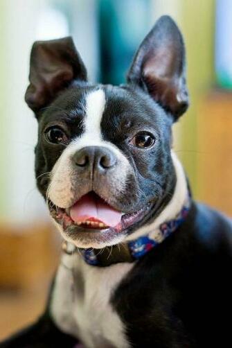 Boston Terrier Wallpaper Applications Android Et Tests Androidpit