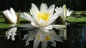 Water Lilies Wallpaper