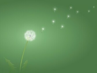 Dandelion Desktop Pc And Mac Wallpaper