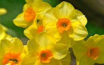 Daffodils Wallpaper